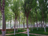 河北正定師范高等?？茖W(xué)校歷年錄取分?jǐn)?shù)線
