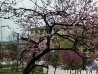 貴陽中華幼師職業(yè)學(xué)校2023年怎么樣、好不好