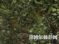 湖南師范大學(xué)樹達(dá)學(xué)院2023年學(xué)費(fèi)、收費(fèi)多少