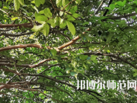湖南師范大學(xué)2023年報名條件、招生要求、招生對象